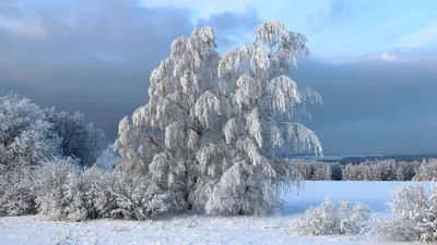 Зимняя сказка - обои для рабочего стола, картинки, фото картинки