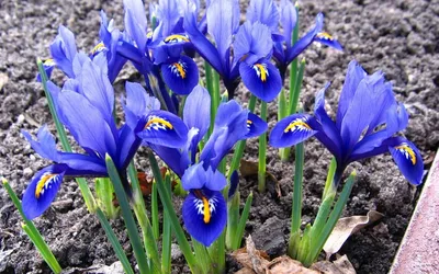 Картинка цветы, ирисы, сетчатые, iris reticulata harmony 1440x900 скачать  обои на рабочий стол бесплатно, фото 375850 картинки