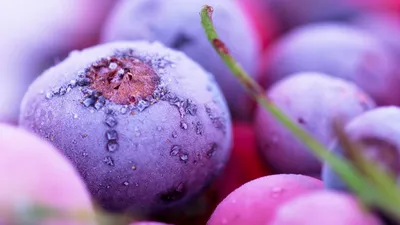 SpashScreen - Широкоформатные обои и заставки на рабочий стол - 8К  wallpaper, blueberry, fruit, berry, macro, drops, голубика, плод, ягода,  макро, капли, 8К обои картинки