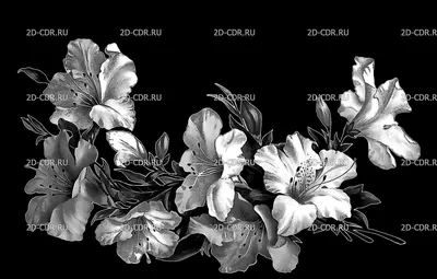 Фотография для гравировки Лилии (3) в высоком качестве картинки