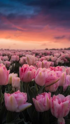 Фон/ для сторис/ для Инстаграм истории/ для Инстаграм/ для телефона |  Beautiful flowers wallpapers, Wallpaper nature flowers, Flower aesthetic картинки