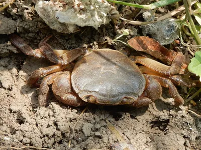 Potamon ibericum — Википедия картинки