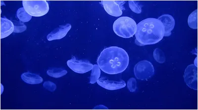 Живые обои природа - Jellyfish Aquarium Screensaver картинки