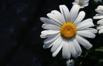 Обои макро, цветы, ромашка, flowers, macro, на черном фоне, chamomile, on a  black background картинки на рабочий стол, раздел цветы - скачать картинки