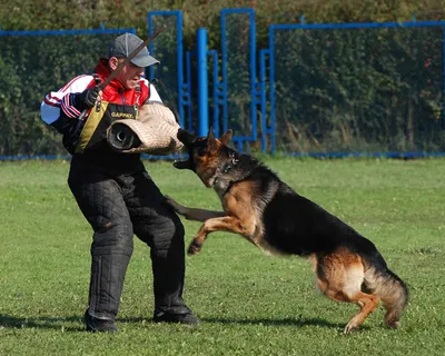 Немецкая овчарка (German Shepherd Dog) - это одна из самых популярных пород  собак. Отзывы, описание и фото породы. картинки