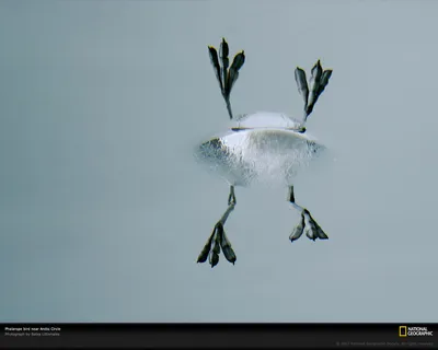 Обои на рабочий стол Отражение ног птицы, нырнувшей в воду, Arctic Circle /  Северный полярный круг, National Geographic, обои для рабочего стола,  скачать обои, обои бесплатно картинки