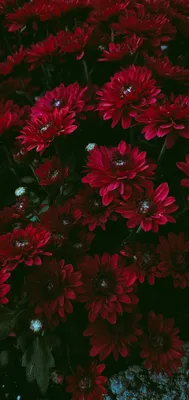 Wallpaper flowers red цветы природа обои на телефон | Цветочные картины,  Цветочные фоны, Обои картинки