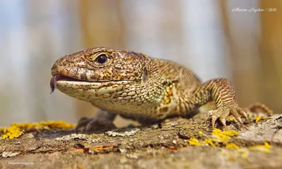 Окраска прыткой ящерицы (Lacerta agilis) осенью и ранней весной -  Герпетофауна Поволжья картинки