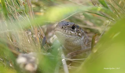 Об окраске прытких ящериц (Lacerta agilis) - Герпетофауна Поволжья картинки