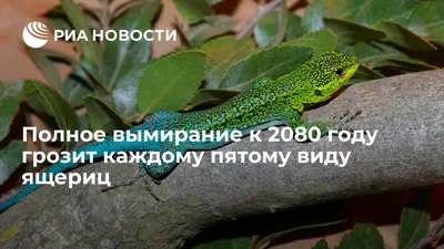 Полное вымирание к 2080 году грозит каждому пятому виду ящериц - РИА  Новости, 13.05.2010 картинки