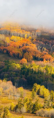 Осенний лес мобильные обои изображение_Фото номер 400258304_JPG Формат  изображения_ru.lovepik.com картинки