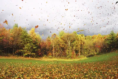 Осенний лес — Autumn forest картинки