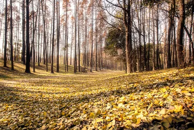 Осенний лес изображение_Фото номер 500673405_JPG Формат  изображения_ru.lovepik.com картинки