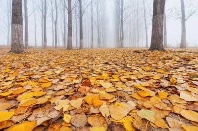 Осенний лес: 27 фотографий | Yellow carpet, Beautiful tree, Landscape  features картинки