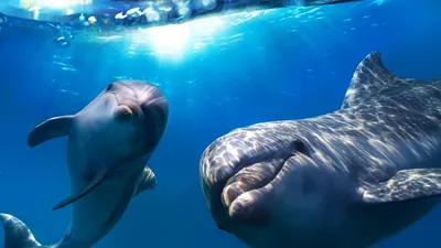 Обои Дельфин, подводный мир, Лучшие места для дайвинга, Dolphin,  underwater, Best Diving Sites, Животные #4739 картинки