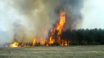 Пожар в Чернобыле: радиационный фон в пределах нормы | UA.NEWS картинки