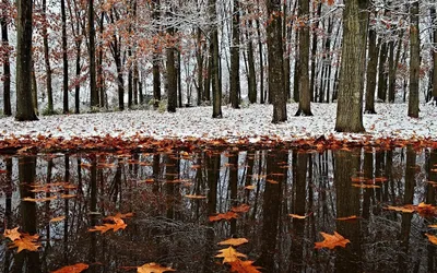 Картинка вода, отражение, листья, деревья, первый снег, поздняя осень  2560x1600 скачать обои на рабочий стол бесплатно, фото 134646 картинки