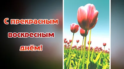 Доброго воскресного дня! Музыкальная открытка. С воскресеньем. - YouTube картинки