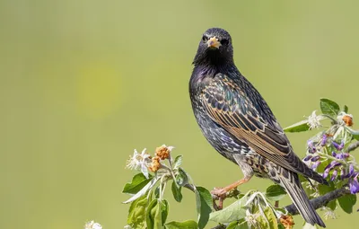 Обои птица, Sturnus vulgaris, Обыкновенный скворец картинки на рабочий  стол, раздел животные - скачать картинки