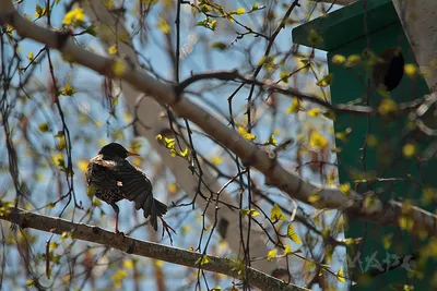 Фото Скворец на ветке березы рядом со скворечником, фотограф Шангареев Марс картинки