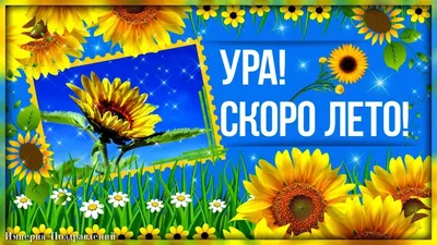 УРА! СКОРО ЛЕТО! | Лето, Открытки, Забавные картинки картинки