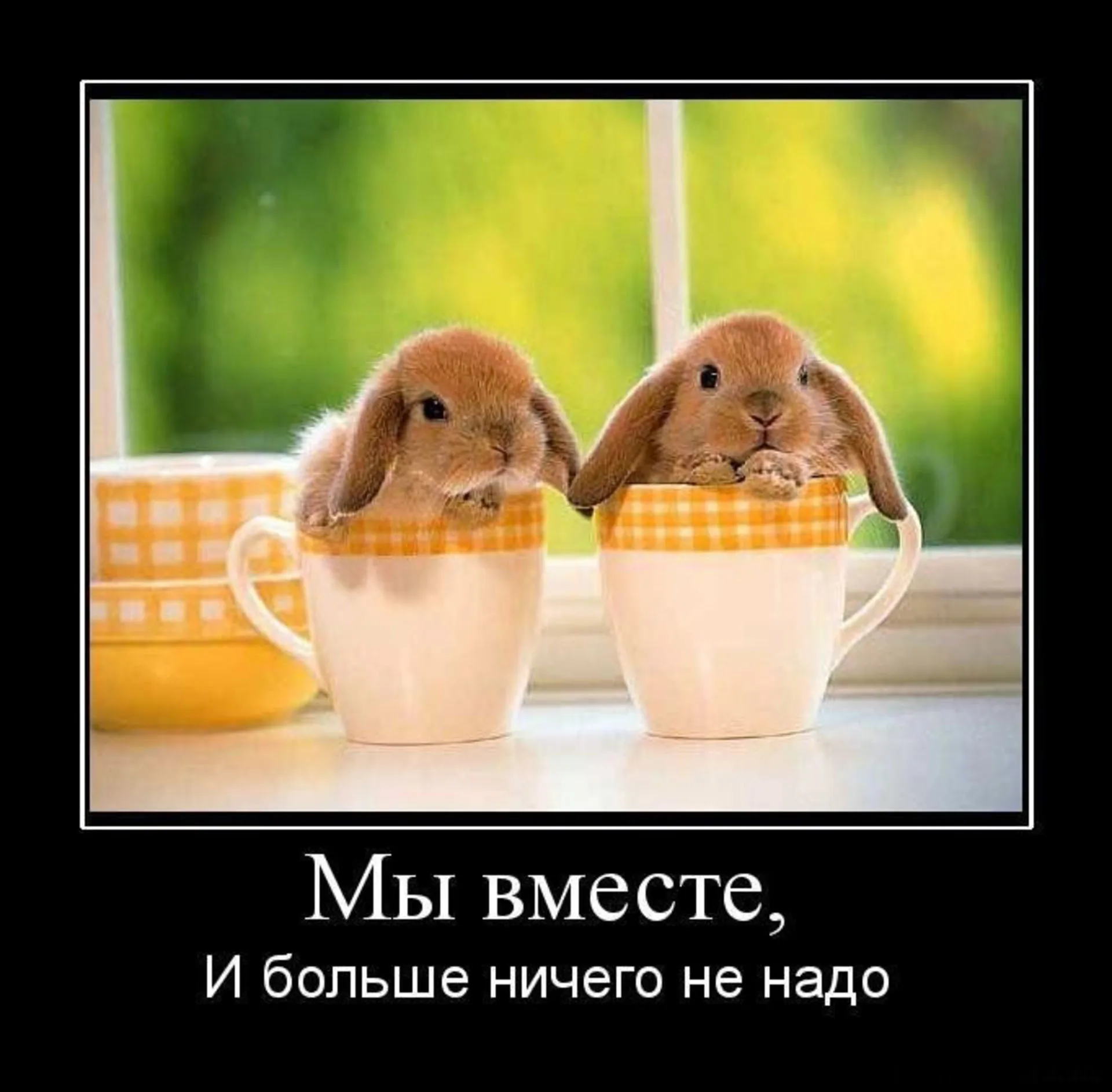 Хорошего Дня Смешные Картинки С Животными