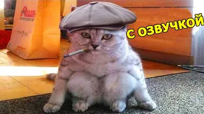 СМЕШНАЯ ОЗВУЧКА ЖИВОТНЫХ😹ПРИКОЛЫ ПРО КОТОВ и СОБАК - YouTube картинки