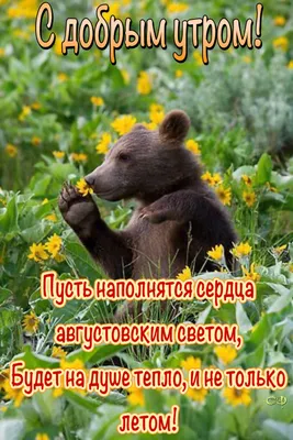 Pin by Светлана on С добрым утром | Black bear, Good morning, Brown bear картинки