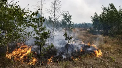 В двух населенных пунктах Рязанской области объявили эвакуацию из-за пожара  - РИА Новости, 21.08.2022 картинки