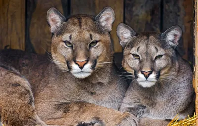 Обои хищники, пара, пумы, pumas картинки на рабочий стол, раздел кошки -  скачать картинки