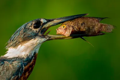 Comedy Wildlife Photography Awards 2021: смешные животные • Интерьер+Дизайн картинки