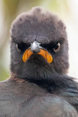 Comedy Wildlife Photography Awards 2021: смешные животные • Интерьер+Дизайн картинки