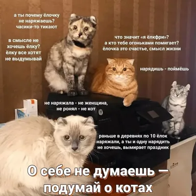 Смешные коты Новый год - Подборка видео сражений котов с елками из ТикТок,  мемы и картинки - Телеграф картинки