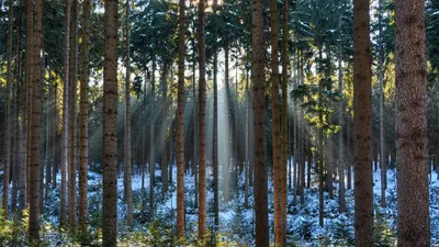 Обои Сосны, 5k, 4k, лес, солнце, восход, Pines, 5k, 4k wallpaper, wood,  sunlight, sunrise, Природа #5294 картинки