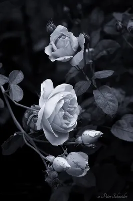 B\u0026W roses | Black and white roses, Beautiful flowers wallpapers, Black and  white pictures картинки