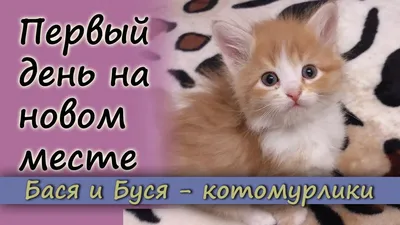 Первый день котенка на новом месте. Котёнок в доме - YouTube картинки