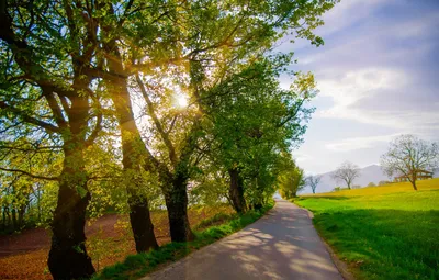 Обои поле, деревья, Осень, дорожка, trees, field, autumn, сентябрь, path,  september картинки на рабочий стол, раздел природа - скачать картинки