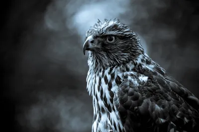 Cool Hawk Wallpapers - Лучшие бесплатные обои Cool Hawk картинки