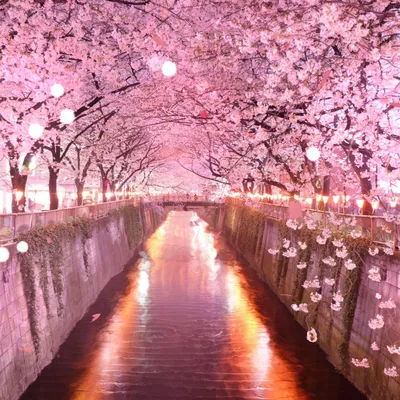 Живые обои Tunel De Sakura - Wallpaper Engine картинки