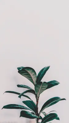 Pin by photo | ideas | inspiration | on Обои | Wallpaper | Green wallpaper,  Plant painting, Iphone wallpaper vintage картинки