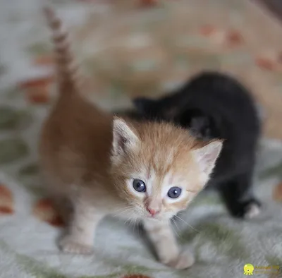 Вакцинация котят. Прививка котёнку. » Домашние животные в Нижнем Новгороде,  клуб, содержание, зоомагазины, ветеринарные клиники картинки