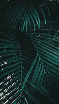 Wallpaper green plants phone Wallpaper HD phone #красота #заставка #HD  #wallpaper #обои #wallpaperphone #обоидлятеле… | Пальмовый принт, Обои,  Иллюстрации растений картинки