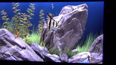 Dream Aquarium (живые обои,скринсейвер) - YouTube картинки