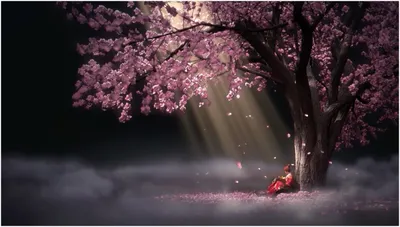 Живые обои Аниме Sakura Drop Animated Wallpaper скачать бесплатно для  windows картинки