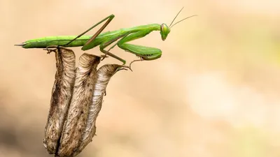 Обои богомол, макро, размытость, mantis, macro, blur, Животные #4511 картинки