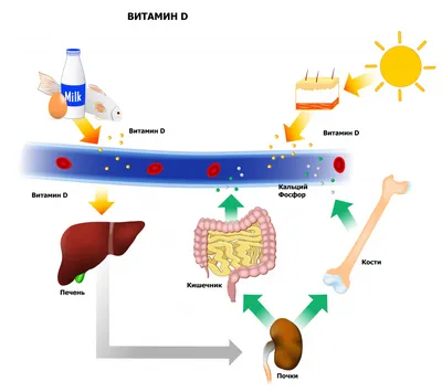 Витамин D, анализ на витамин Д (25-OH), показания к назначению, правила  подготовки к сдаче анализа, расшифровка результатов и показатели нормы. картинки