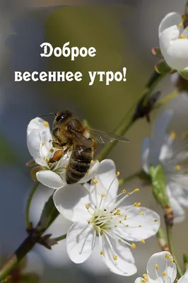 Доброе весеннее утро!. картинки