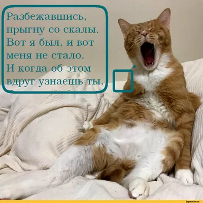 котэ (прикольные картинки с кошками) / смешные картинки и другие приколы:  комиксы, гиф анимация, видео, лучший интеллектуальный юмор. картинки