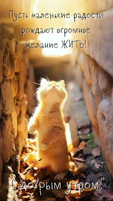 Утро☀️🐈День | Доброе утро, Счастливые картинки, Кошачьи цитаты картинки