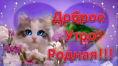 Пин от пользователя Римма на доске ЛЮБОВЬ! ❤ | Доброе утро, Забавные фото,  Картинки картинки